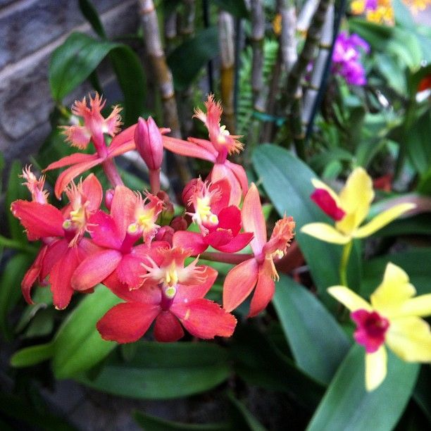 Orchids Galore!  (at Lewis Ginter Botanical Garden)