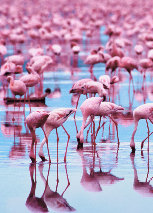 Pink Flamingos in still blue water