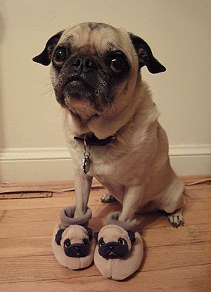 Pugs, all the way down.
