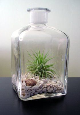 Repurpose glass containers as terrariums.