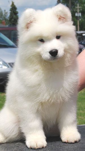 Samoyed puppy!