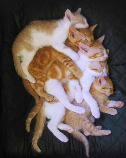 Stack of Cats