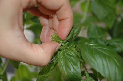 Ten Mistakes New Herb Gardeners Make (and How to Avoid Them!)
