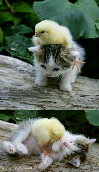That baby duck's on that baby cat!