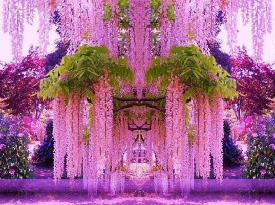 The most famous gardens of wisteria is in Japan, Ashikaga, the island of Honshu