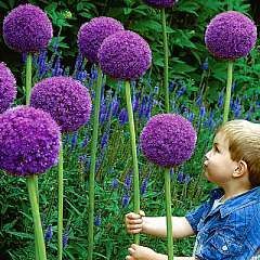 These are so cool-  often called truffula flowers inspired by Dr. Seuss- easy to