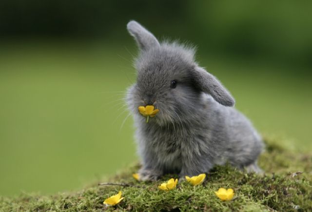 ~~ bunny ~~