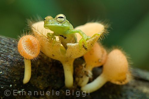 frog in fungi