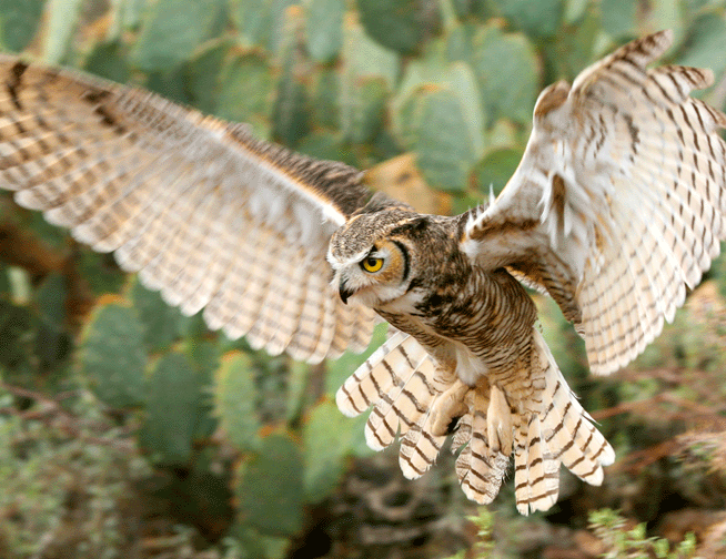The Great Horned Owl: The greatest owl around!