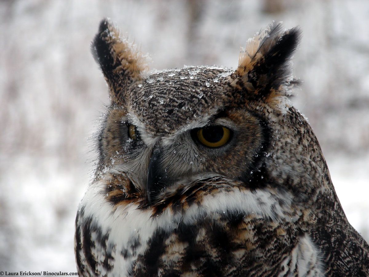 The Great Horned Owl: The greatest owl around!