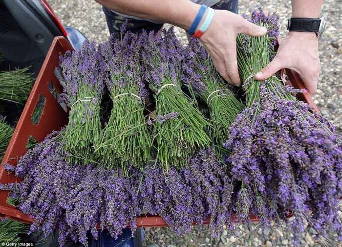 growing and harvesting lavender