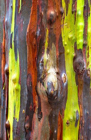 rainbow eucalyptus tree bark