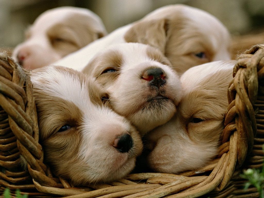 run a google image search for "basket of puppies" and get lost in the