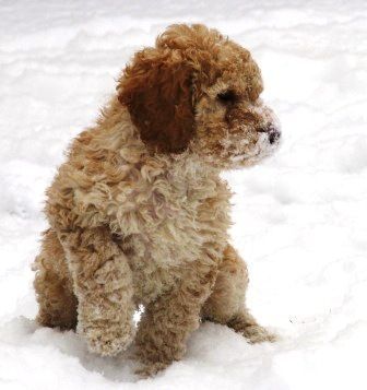 snow #labradoodle #dogs #cute