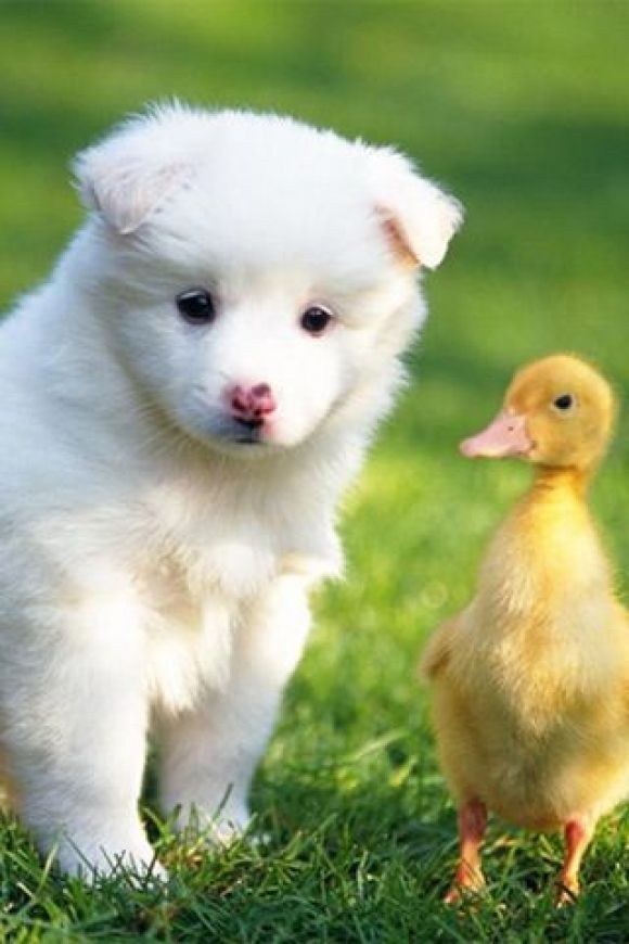 splashduck collection of cute adorable animal pictures. Adorable  Like and Repin