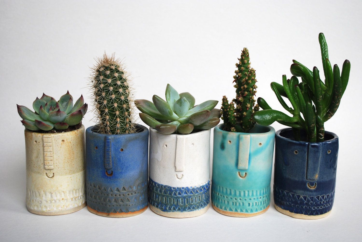 succulent mugs
