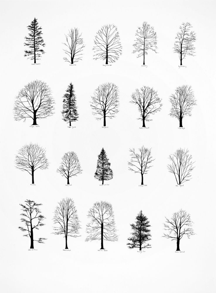 tree designs!