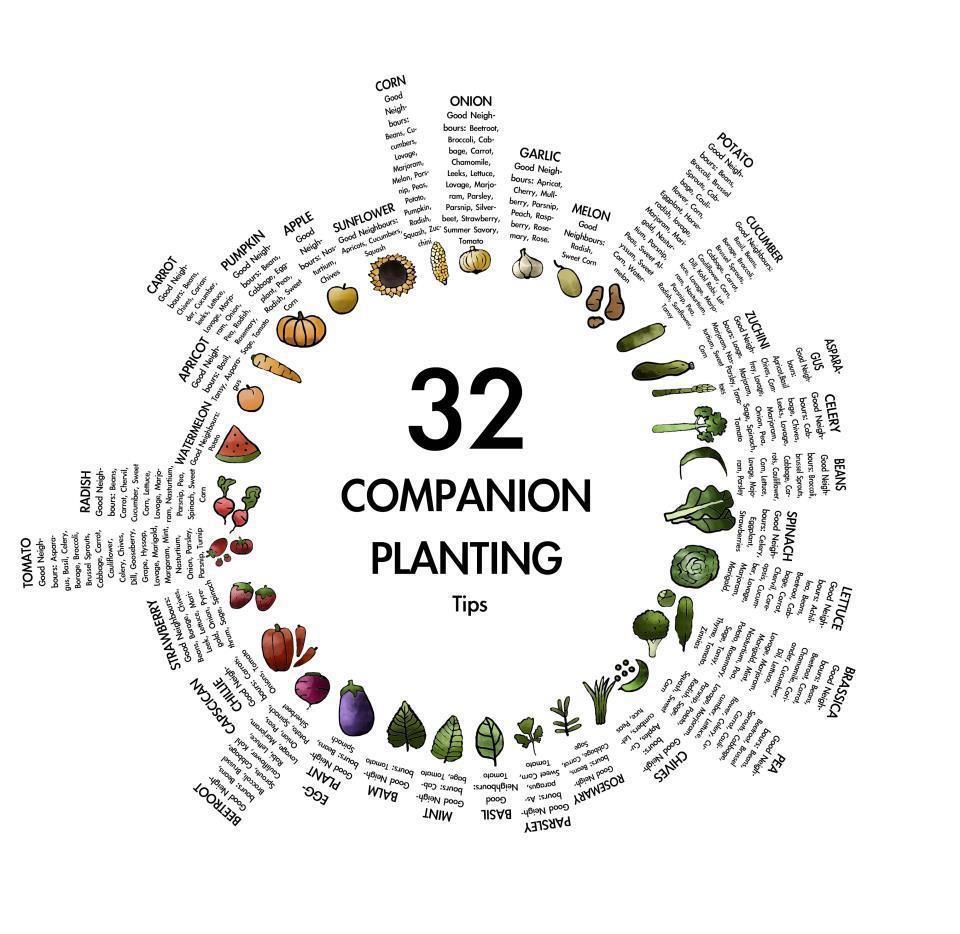 32 Companion Planting Tips