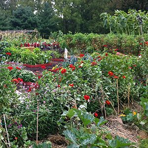 7 Secrets for a High-Yield Vegetable Garden.  Great ideas.  Had no clue that hav