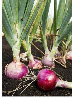 9 Tricks For Growing Onions (better)