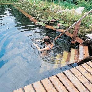 A "natural pool" – a beautiful, ecologically diverse system that is re
