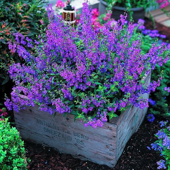 Adding to my flower garden this year! Angelonia -It's easy to grow and flowe