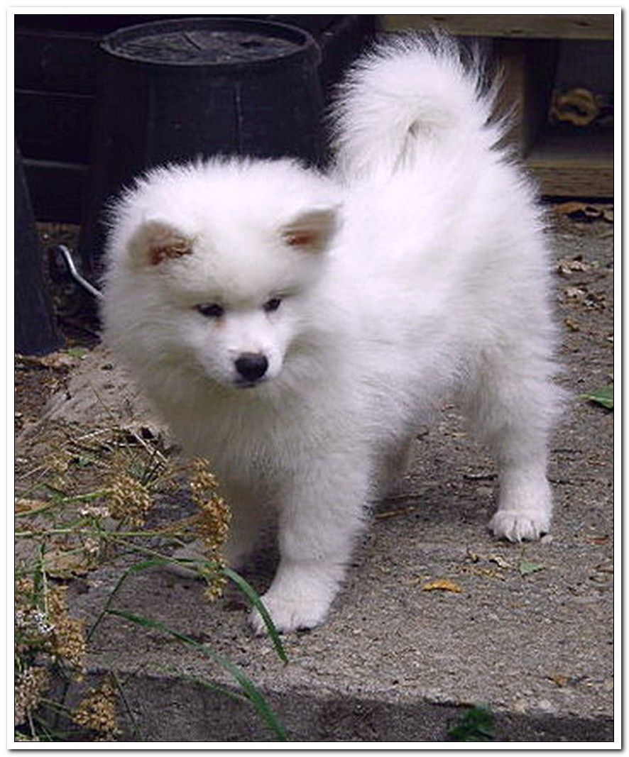 American Eskimo Dog Puppy