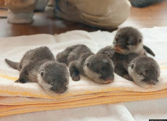 Baby otters. It doesn't get any cuter than this.