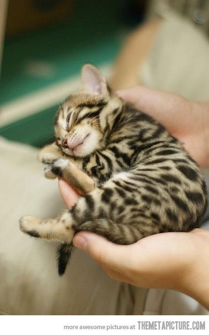 Bengal kitty.