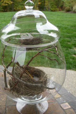 Bird's Nest Home Decor I have a real nest I should do this with!!!