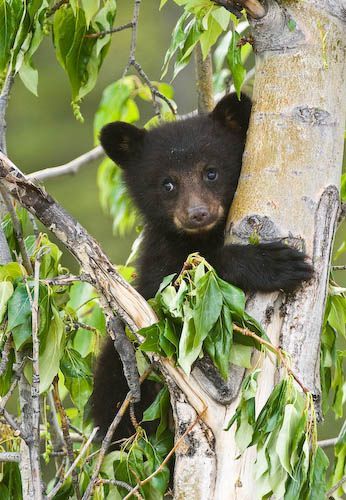 Black Bear Cub    Canadian Rockies, Alberta, Canada