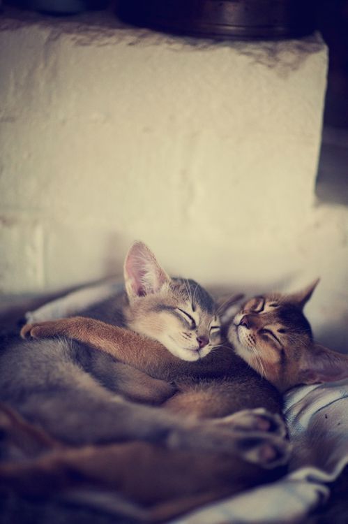 Cats hugging while sleeping.    ":O)