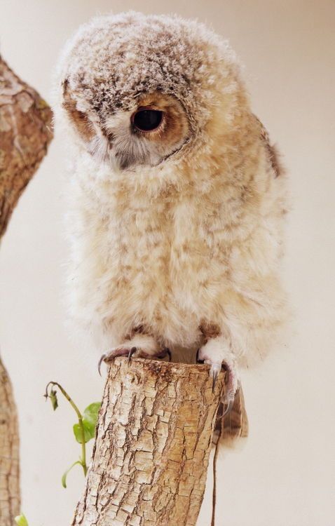Cute widdle owl.