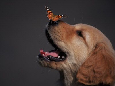 Golden retriever with butterfly on his nose