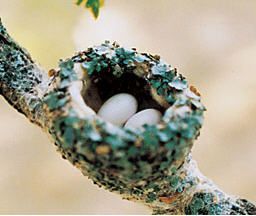 How to get hummingbirds to nest in your garden.