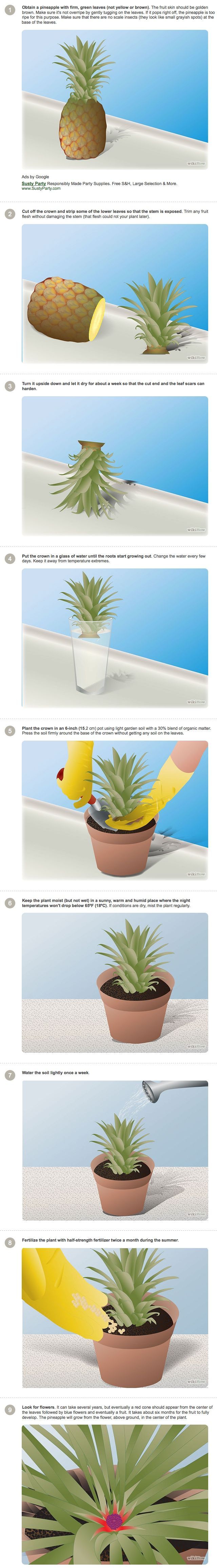 How to grow a pineapple tree! Looks like a great plant!