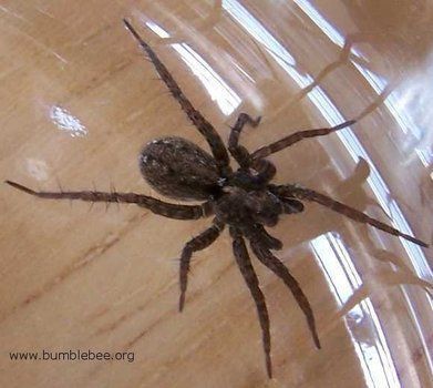 Keep this in mind if you start seeing lots of spiders around your place. Natural