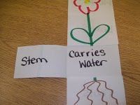 Lift-a-flap flower activity combines art AND science.