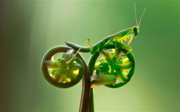 Mantis Fern Bike