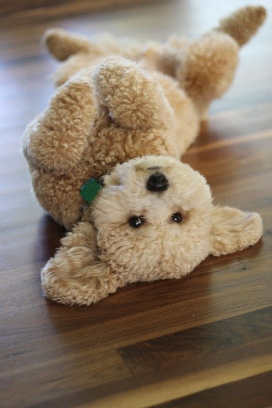 Mini Golden Doodle. “I thought this was a stuffed animal. So cute.”
