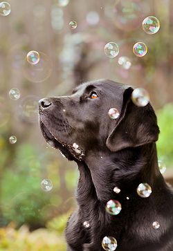 Our Max used to pop bubbles by trying to bite them. He was such a lively dog!