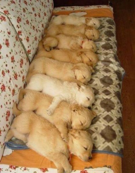 Puppy row.