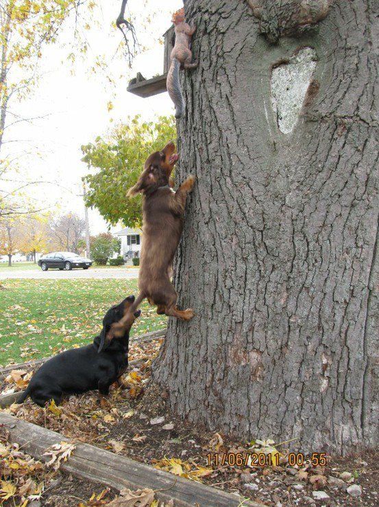 These two Doxies are hot after this squirrel…. little do they know (or care),