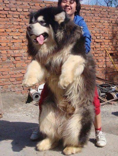 Tibetan mastiff. Like a personal bear to snuggle with! Want!!