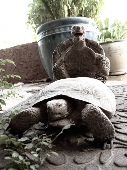 Tortoises #Funny #Animals