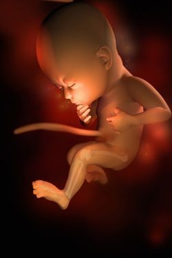 Your baby at 29 weeks pregnant.  See every week of pregnancy in our timeline.  #