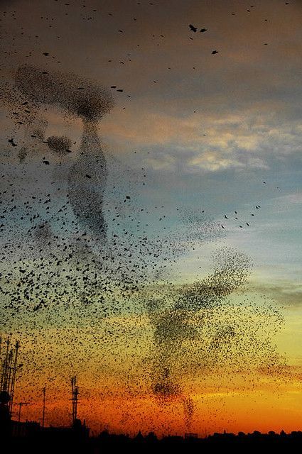 murmuration of starlings…this is amazing