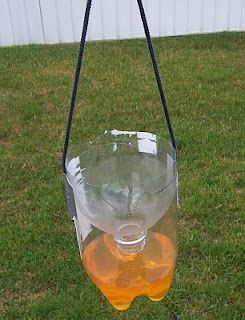 soda bottle wasp trap