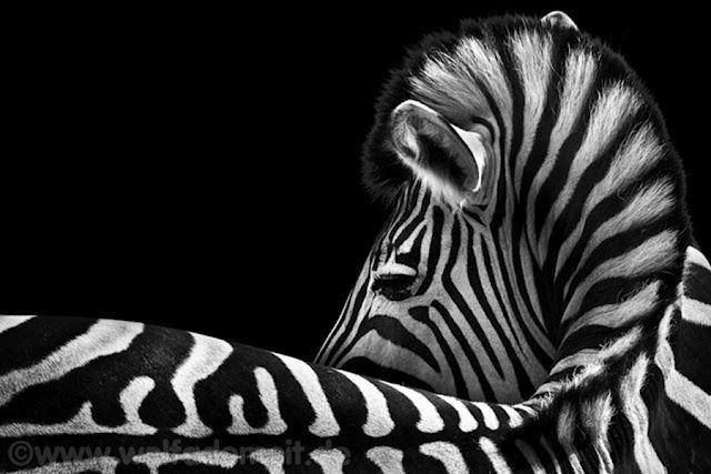 zebra art