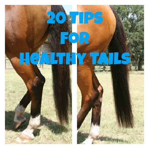 20 Tips for Healthy Horse Tails